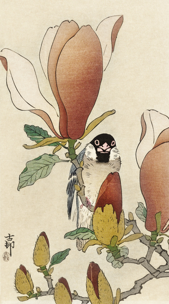 Sparrow on blooming magnolia branch 1900 - 1930 by Ohara Koson 1877-1945. Print