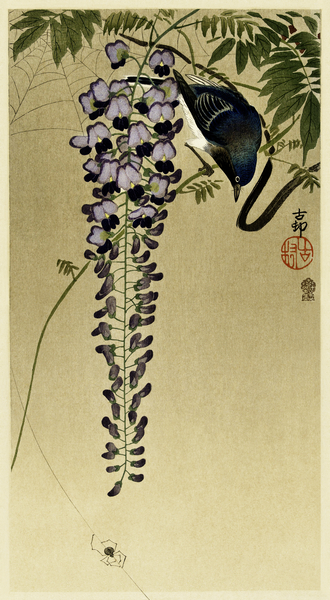 Flycatcher at wisteria 1900 - 1910 by Ohara Koson 1877-1945. Print