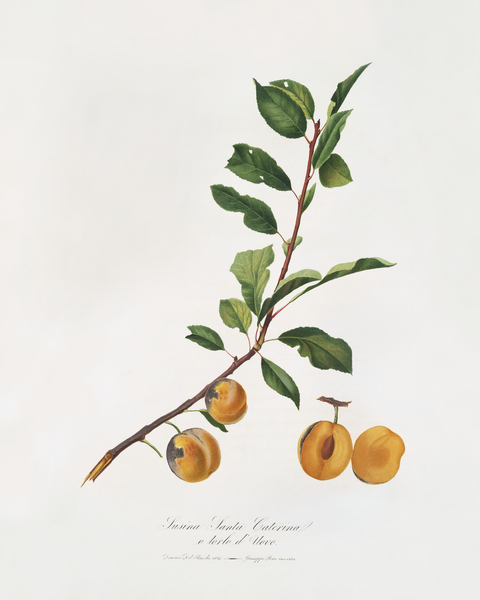 Apricot Prunus Sanctae Catherinae from Pomona Italiana 1817 - 1839 by Giorgio Gallesio 1772-1839.  Print