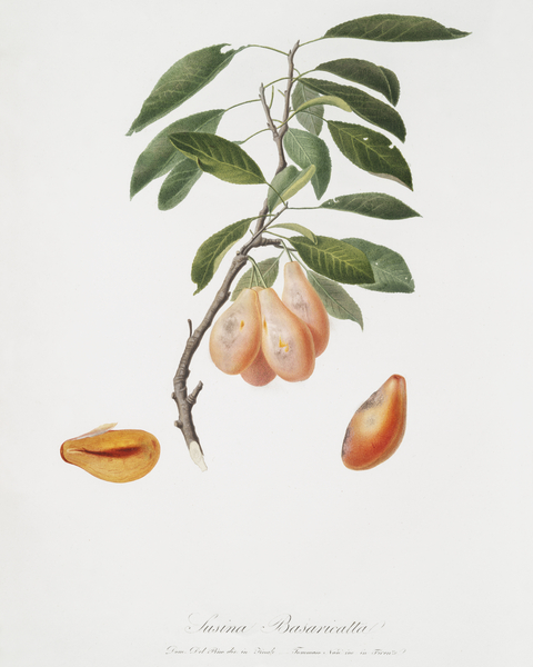 Plum Prunus ligustica from Pomona Italiana 1817 - 1839 by Giorgio Gallesio 1772-1839.  Print