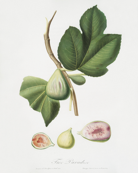 Fig Ficus carica bifera from Pomona Italiana 1817 - 1839 by Giorgio Gallesio 1772-1839.  Print