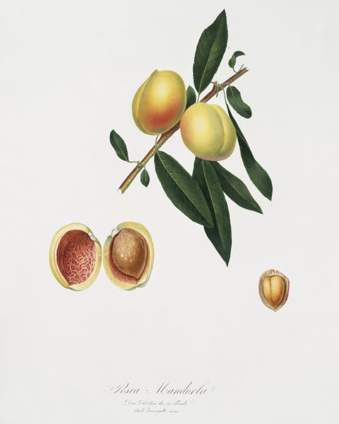 Peach Persica amygdalus from Pomona Italiana 1817 - 1839 by Giorgio Gallesio 1772-1839.  Print