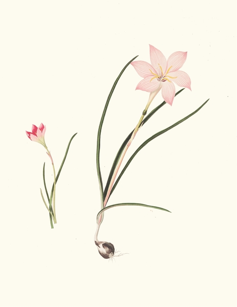 1. Zephyranthes Carinatus. 2. Zephyranthes Rosea. 1834 Print