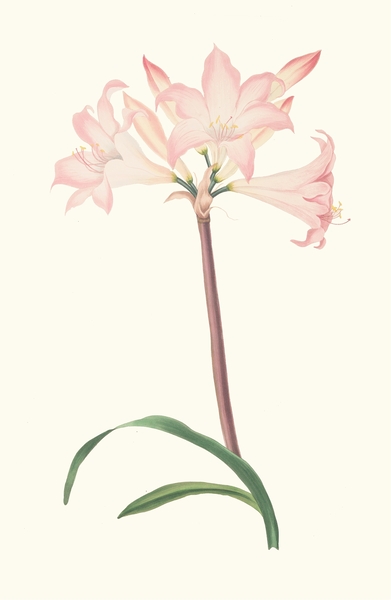 Amaryllis Belladonna 1834 Print