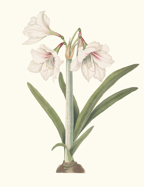 Amaryllis Picta. 1834 Print