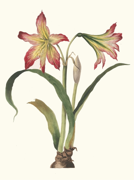 Amaryllis Psittacina 1834 Print