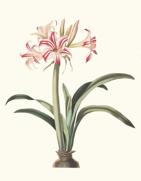 Ameryllis Superba Vittata 1834 Print