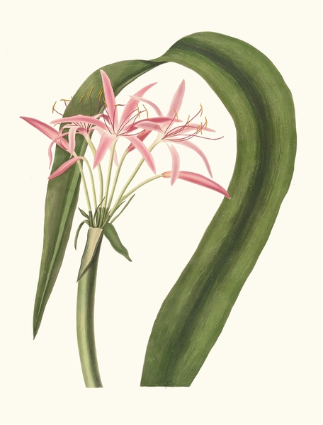 Crinum Cruentum 1834 Print