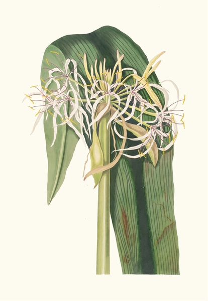 Crinum Declinatum 1834 Print
