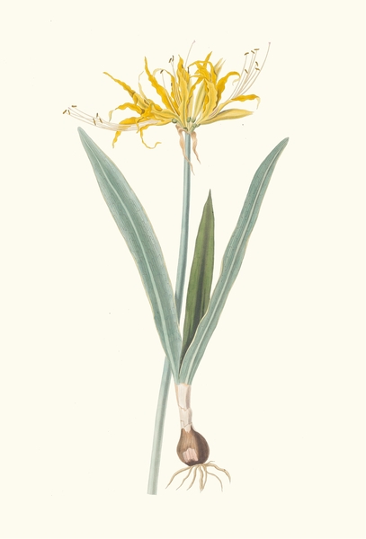 Nerine Aurea. 1834 Print