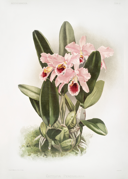 Cattleya Percivaliana from Reichenbachia Orchids 1888-1894 by Frederick Sander 1847-1920.  Print