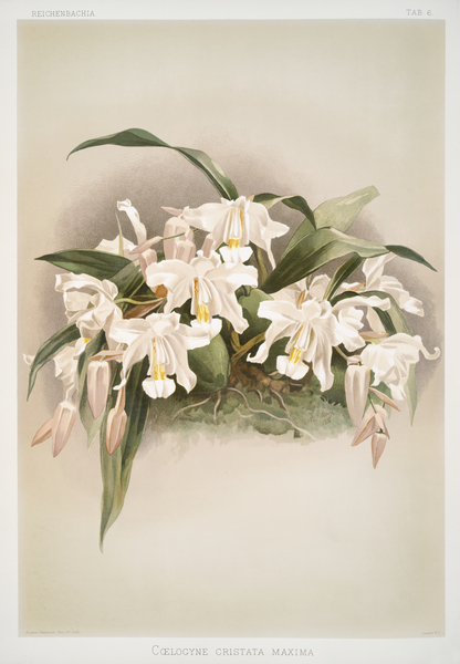 Coelogyne cristata maxima from Reichenbachia Orchids 1888-1894 illustrated by Frederick Sander 1847-1920.  Print
