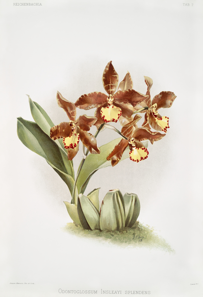 Odontoglossum insleayi splendens from Reichenbachia Orchids 1888-1894 illustrated by Frederick Sander 1847-1920.  Print