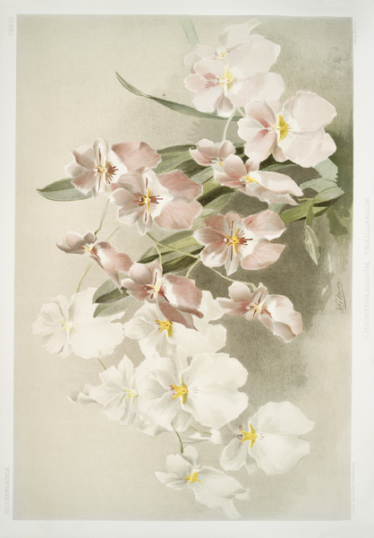 Odontoglossum vexillarium from Reichenbachia Orchids 1888-1894 illustrated by Frederick Sander 1847-1920.  Print