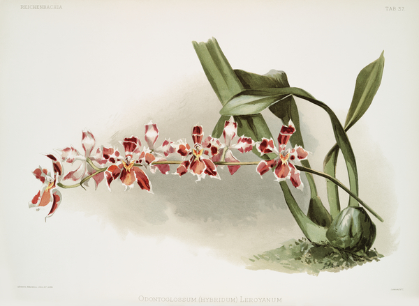 Odontoglossum hybridum leroyanum from Reichenbachia Orchids 1888-1894 illustrated by Frederick Sander 1847-1920.  Print