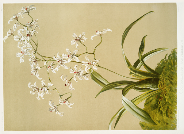 Odontoglossum ramosissimum from Reichenbachia Orchids 1888-1894 illustrated by Frederick Sander 1847-1920.  Print