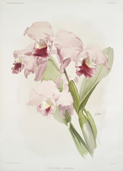 Cattleya labiata from Reichenbachia Orchids 1888-1894 illustrated by Frederick Sander 1847-1920.  Print