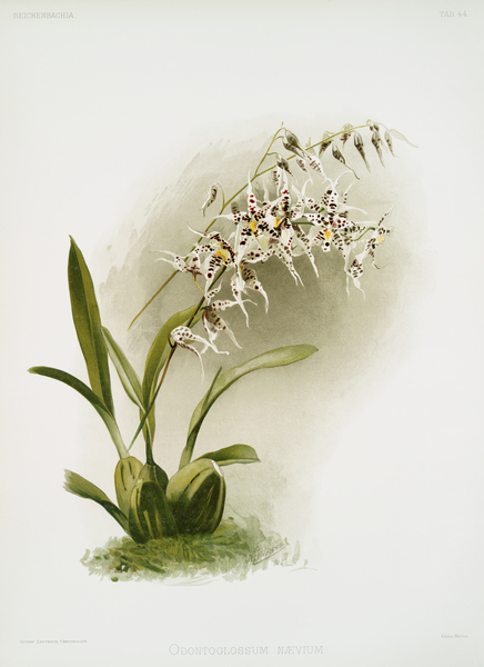Odontoglossum nævium from Reichenbachia Orchids 1888-1894 illustrated by Frederick Sander 1847-1920.  Print