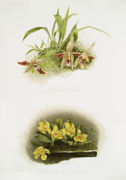 Paphinia rugosa Zygopetalum xanthinum from Reichenbachia Orchids 1888-1894 illustrated by Frederick Sander 1847-1920.  Print