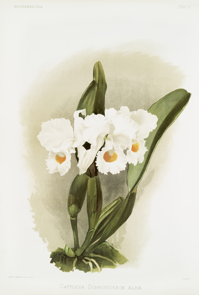 Cattleya schroederoe alba from Reichenbachia Orchids 1888-1894 illustrated by Frederick Sander 1847-1920.  Print