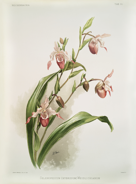 Selenipedium hybridum weidlichianum from Reichenbachia Orchids 1888-1894 illustrated by Frederick Sander 1847-1920.  Print