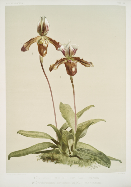 Cypripedium hybridum laucheanum cypripedium hybridum eyermanianum from Reichenbachia Orchids 1888-1894 illustrated by Frederick Sander 1847-1920.  Print