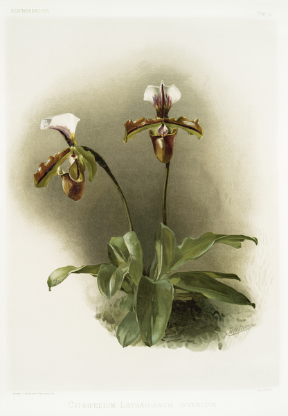 Cypripedium lathamianum inversum from Reichenbachia Orchids 1888-1894 illustrated by Frederick Sander 1847-1920.  Print