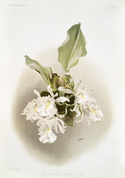 Trischopilia suavis alba from Reichenbachia Orchids 1888-1894 illustrated by Frederick Sander 1847-1920.  Print