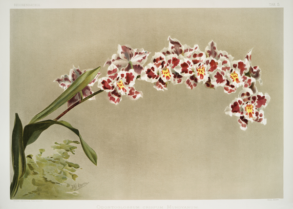 Odontoglossum crispum mundyanum from Reichenbachia Orchids 1888-1894 illustrated by Frederick Sander 1847-1920.  Print