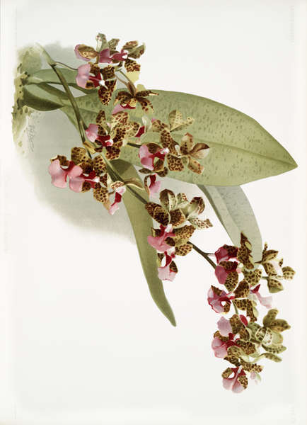 Oncidium lanceanum from Reichenbachia Orchids 1888-1894 illustrated by Frederick Sander 1847-1920.  Print