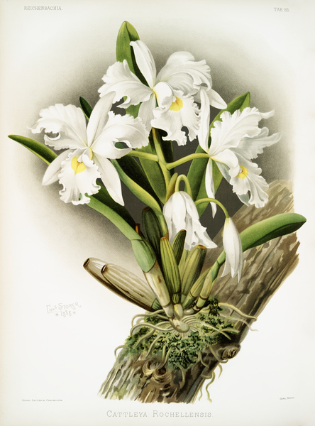 Cattleya labiata from Reichenbachia Orchids 1888-1894 illustrated by Frederick Sander 1847-1920.  Print
