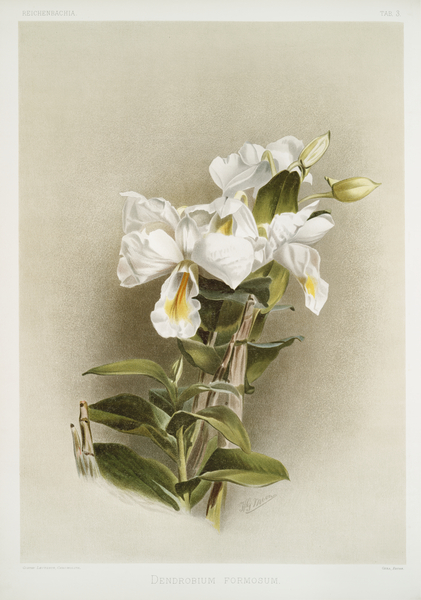 Dendrobium formosum from Reichenbachia Orchids 1888-1894 illustrated by Frederick Sander 1847-1920.  Print