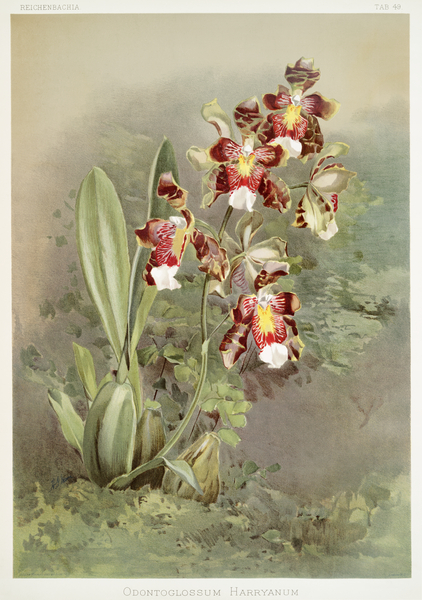 Odontoglossum harryanum from Reichenbachia Orchids 1888-1894 illustrated by Frederick Sander 1847-1920.  Print