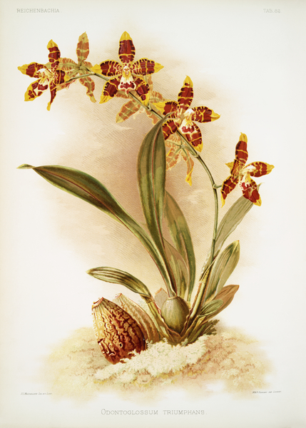 Odontoglossum triumphans from Reichenbachia Orchids 1888-1894 illustrated by Frederick Sander 1847-1920.  Print