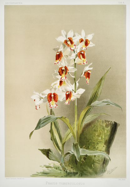 Phaius tuberculosus from Reichenbachia Orchids 1888-1894 illustrated by Frederick Sander 1847-1920.  Print