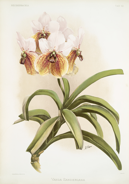 Vanda sanderiana from Reichenbachia Orchids 1888-1894 illustrated by Frederick Sander 1847-1920.  Print