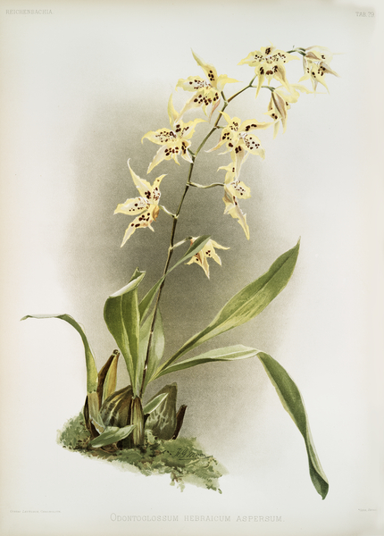 Odontoglossum hebraicum aspersum from Reichenbachia Orchids 1888-1894 illustrated by Frederick Sander 1847-1920.  Print