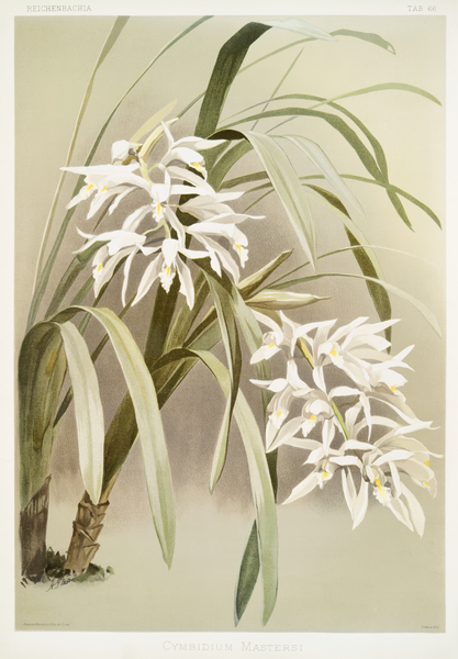Cymbidium mastersi from Reichenbachia Orchids 1888-1894 illustrated by Frederick Sander 1847-1920.  Print