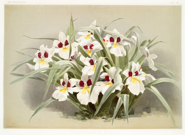 Odontoglossum roezlii from Reichenbachia Orchids 1888-1894 illustrated by Frederick Sander 1847-1920.  Print