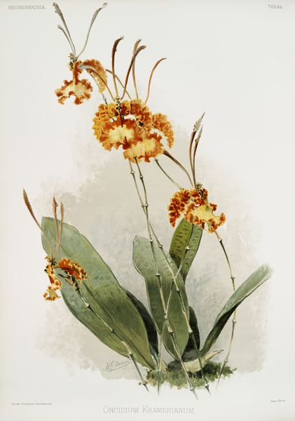 Oncidium kramerianum from Reichenbachia Orchids 1888-1894 illustrated by Frederick Sander 1847-1920.  Print