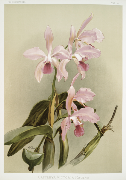 Cattleya victoria regina from Reichenbachia Orchids 1888-1894 illustrated by Frederick Sander 1847-1920.  Print