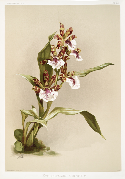 Zygopetalum crinitum from Reichenbachia Orchids 1888-1894 illustrated by Frederick Sander 1847-1920.  Print