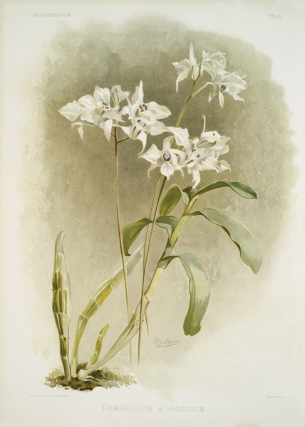 Dendrobium Johnsoniæ from Reichenbachia Orchids 1888-1894 illustrated by Frederick Sander 1847-1920.  Print