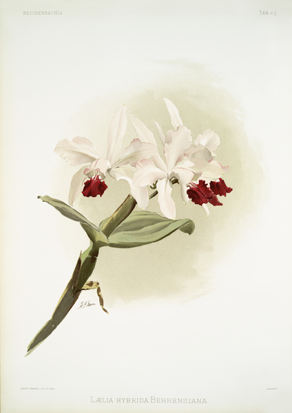 Lælia hybrida behrensiana from Reichenbachia Orchids 1888-1894 illustrated by Frederick Sander 1847-1920.  Print