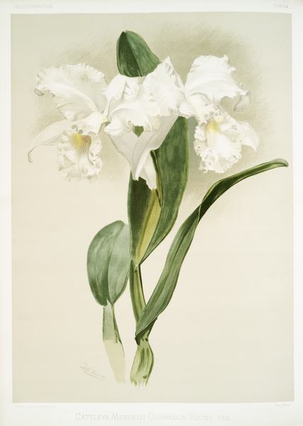Cattleya mendelii quorndon house var from Reichenbachia Orchids 1888-1894 illustrated by Frederick Sander 1847-1920.  Print