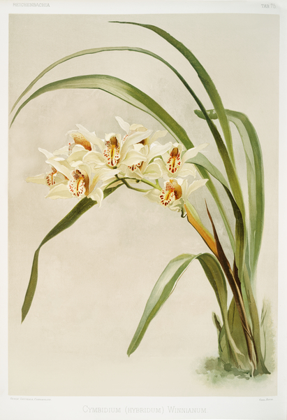 Cymbidium hybridum winnianum from Reichenbachia Orchids 1888-1894 illustrated by Frederick Sander 1847-1920.  Print