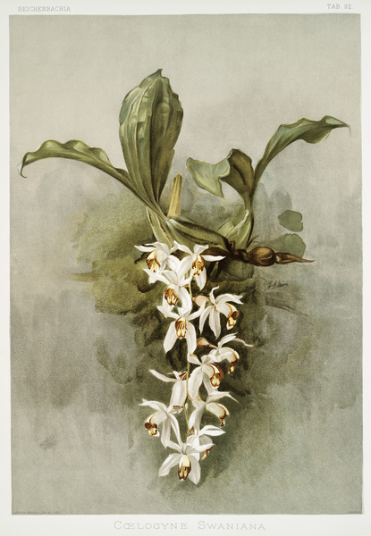 Swains Coelogyne Coelogyne swaniana from Reichenbachia Orchids 1888-1894 illustrated by Frederick Sander 1847-1920.  Print