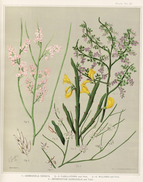 Sarah Featon 002 Print