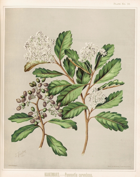 Sarah Featon 019 Print