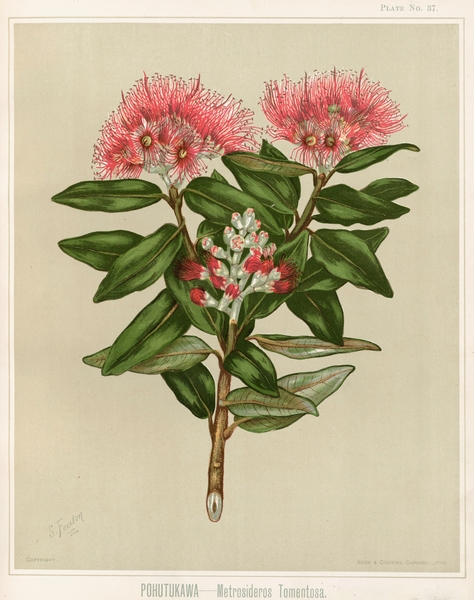 Sarah Featon 028 Print